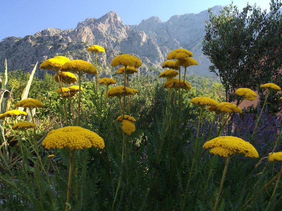 Apartments Bella Vista Makarska Buitenkant foto